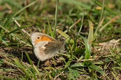 David Plant Photography - Wildlife Photography - Small heath - B